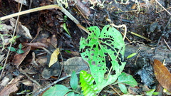 Piper auritum