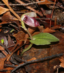 Corybas rotundifolius
