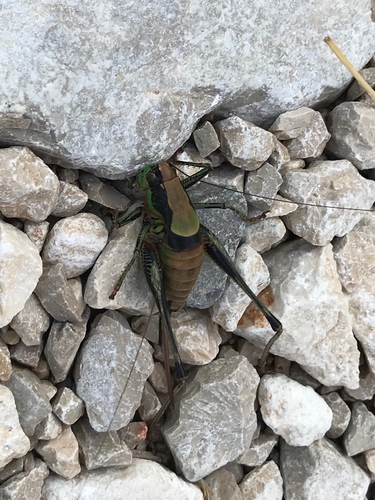 Crno-zeleni kožokrili konjic (Eupholidoptera schmidti)