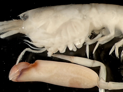 Alpheus paracrinitus observed 2024-12-01