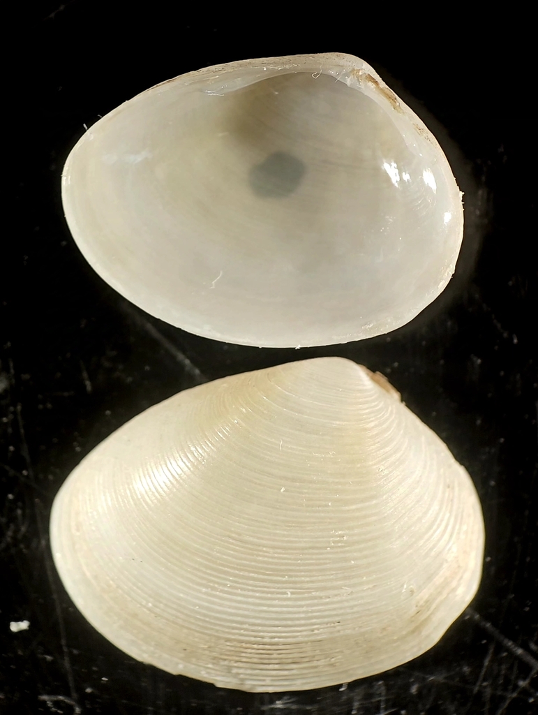 Cadella semen