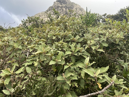 Croton sulcifructus