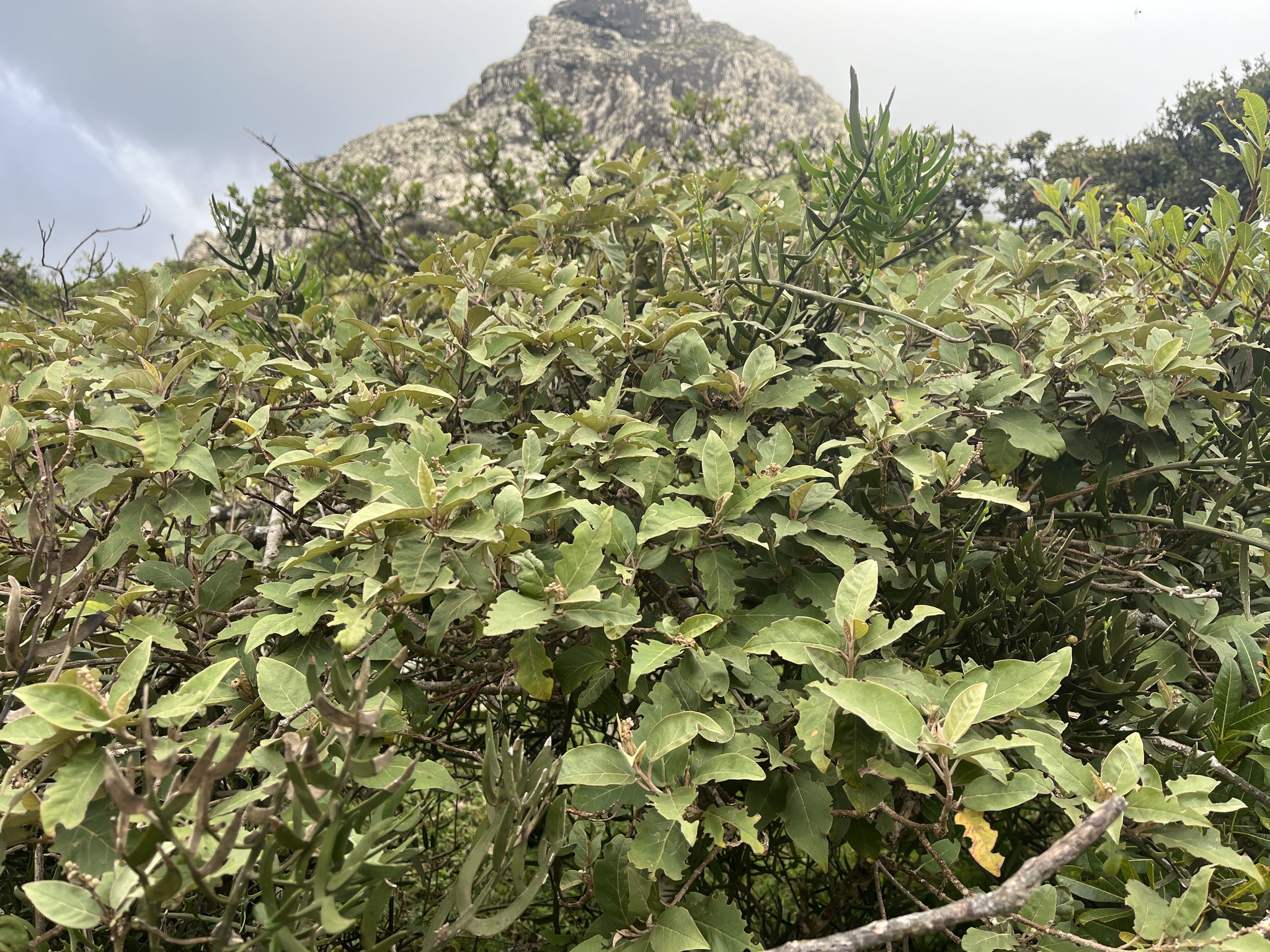 Croton sulcifructus