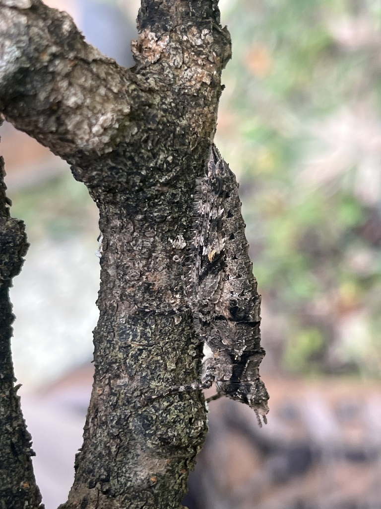 Socotrellini