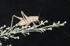 Ateloplus hesperus