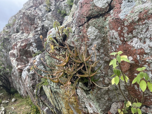Aloe forbesii