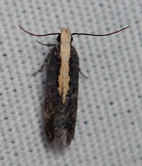 Aroga paraplutella