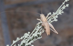 Ateloplus hesperus