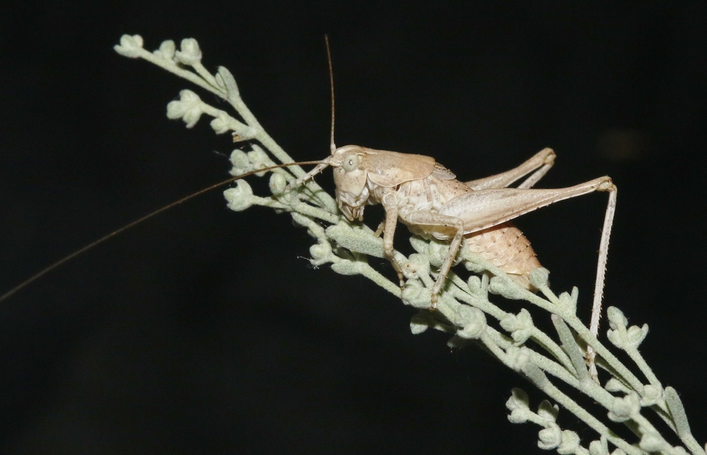 Western Shieldback