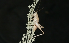 Ateloplus hesperus