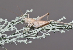 Ateloplus hesperus