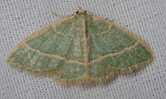 Chlorochlamys appellaria