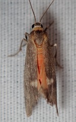 Cisthene dorsimacula