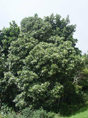 Drimys granadensis - Árbol completo en floración en el dosel, Volcán Poás