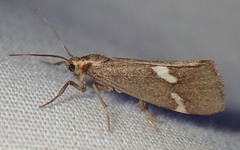 Cisthene liberomacula