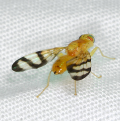 Trypeta flaveola