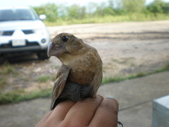 Passerina caerulea