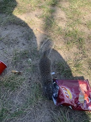 Poliocitellus franklinii