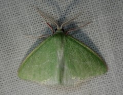 Synchlora faseolaria