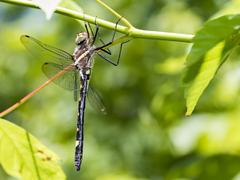 Macromia