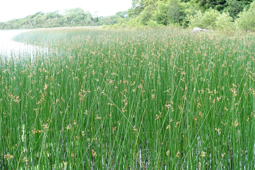 Cói giùi đầm hồ – Schoenoplectus lacustris