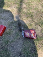 Poliocitellus franklinii