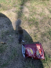 Poliocitellus franklinii