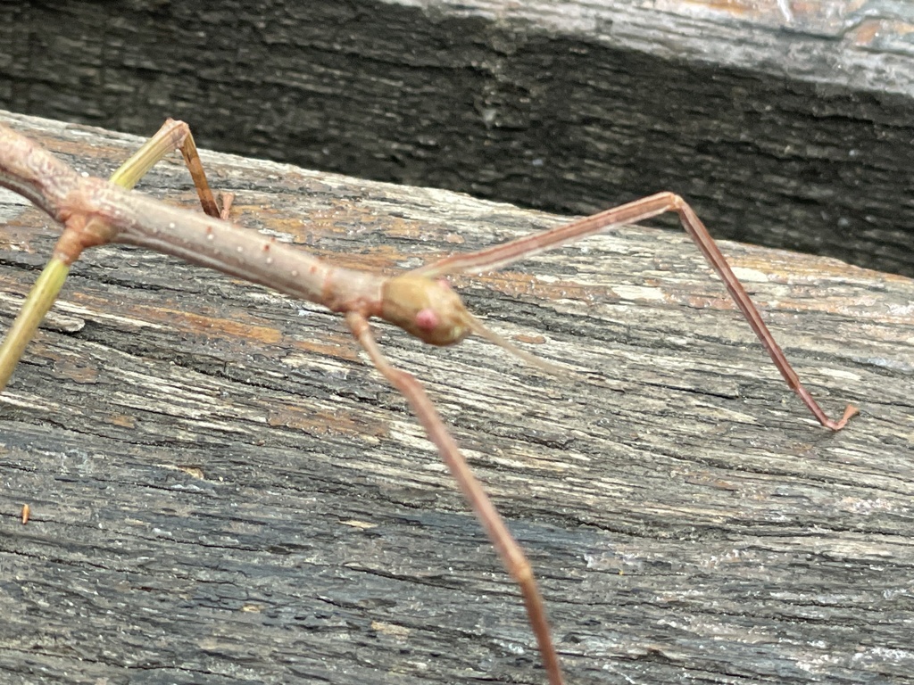 Strong Stick Insect from Tondoon Botanic Gardens, Glen Eden, QLD, AU on ...