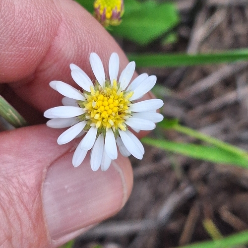 blue burr daisy (Calotis cuneata)