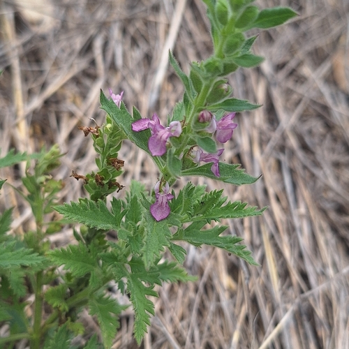 Image of Teucrium daucoides by (c) Greg Tasney, some rights reserved (CC BY-SA)