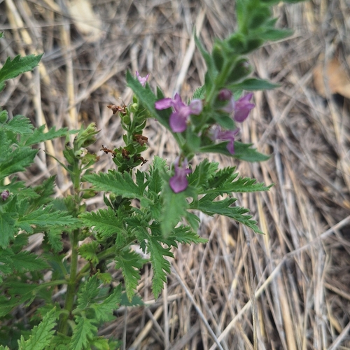 Image of Teucrium daucoides by (c) Greg Tasney, some rights reserved (CC BY-SA)