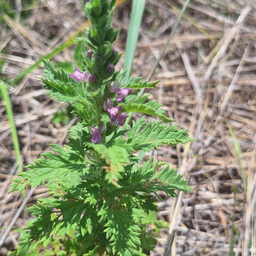 Image of Teucrium daucoides by (c) Greg Tasney, some rights reserved (CC BY-SA)