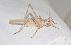 Capnobotes occidentalis