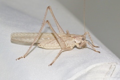 Capnobotes occidentalis