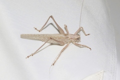 Capnobotes occidentalis