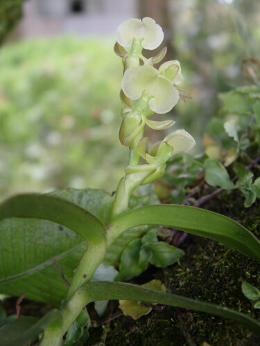 Epidendrum bilobatum Ames