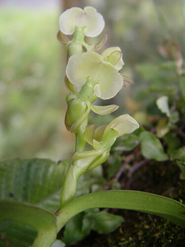 Epidendrum bilobatum Ames 2