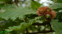 Quercus dentata