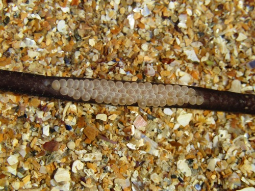 Worm Pipefish, Pontevedra, ES-GA, ES, photo 9 of 10