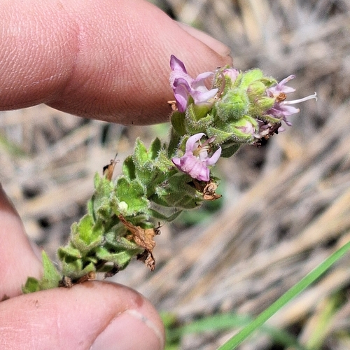 Image of Teucrium daucoides by (c) Greg Tasney, some rights reserved (CC BY-SA)