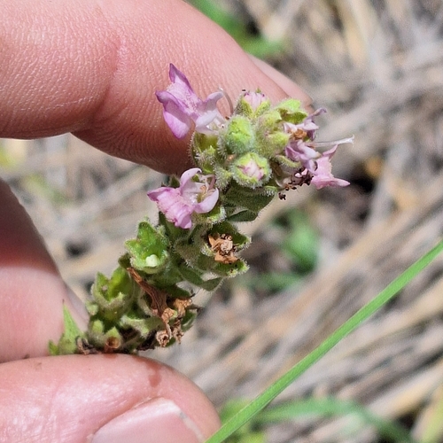Image of Teucrium daucoides by (c) Greg Tasney, some rights reserved (CC BY-SA)