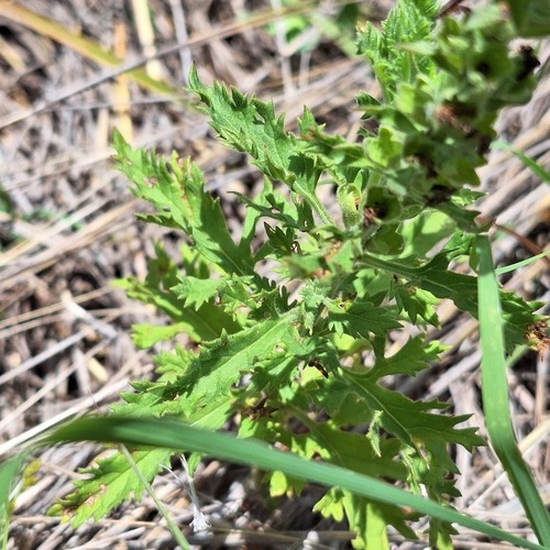 Image of Teucrium daucoides by (c) Greg Tasney, some rights reserved (CC BY-SA)