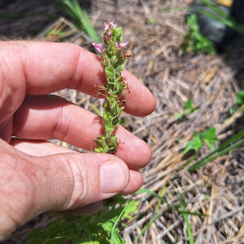 Image of Teucrium daucoides by (c) Greg Tasney, some rights reserved (CC BY-SA)