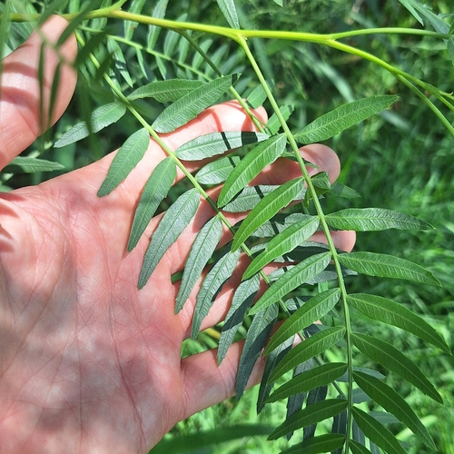 Schinus areira