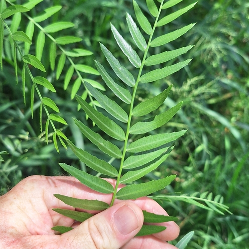 Schinus areira