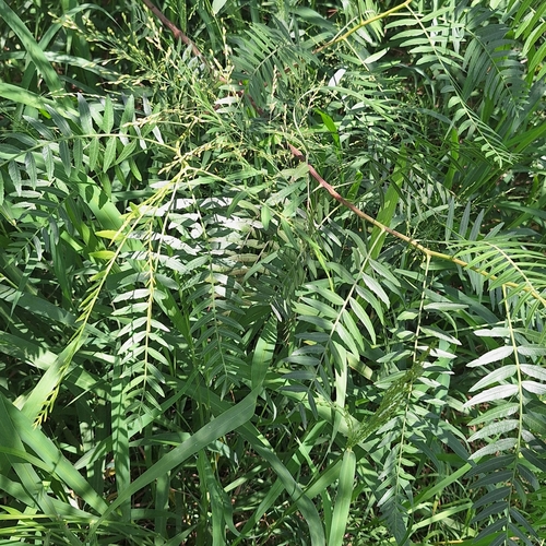 Schinus areira