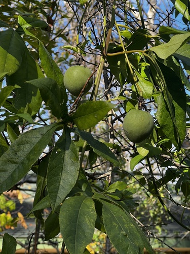 Passiflora incarnata × cincinnata