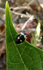 Gynandrobrotica lepida