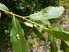 Euura bridgmanii