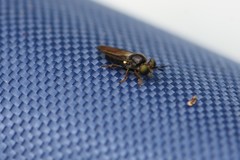 Cerotainia